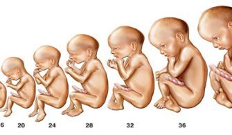 Bebek Ne Zaman Oluşur