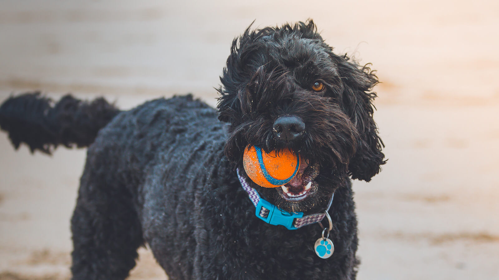 30-reasons-you-should-never-let-your-dog-play-in-the-mud