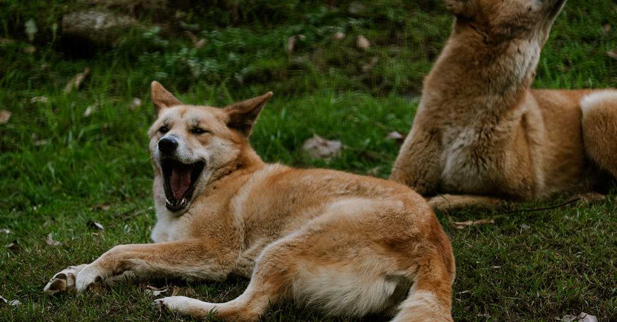 Hayvanlar-Neden-Ulur -214.jpeg