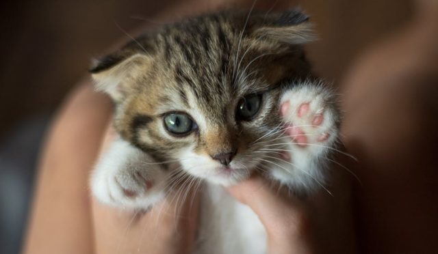 Hayvanlar-Neden-Ulur-b2decabb21e9a8ad3154adaf1d3f0732