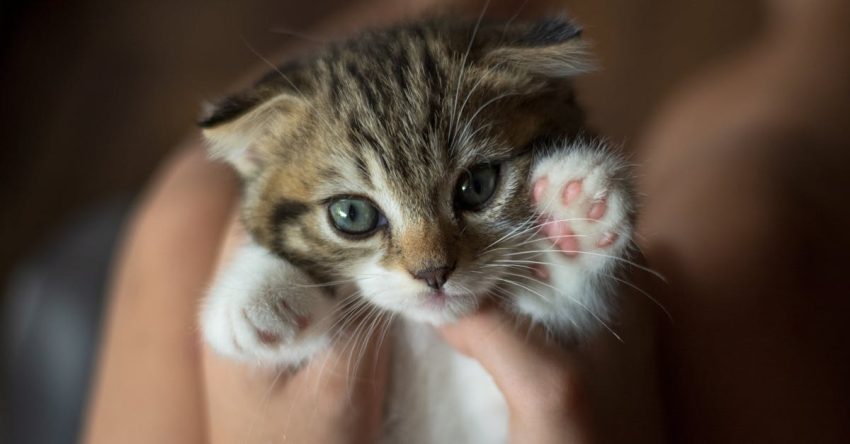 Hayvanlar Neden Ulur